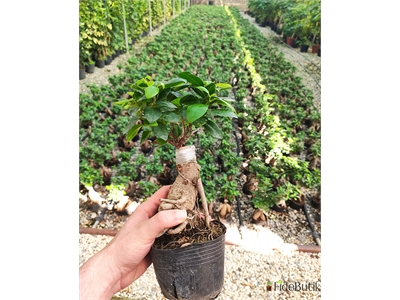 Ficus Bonsai (Küçük)