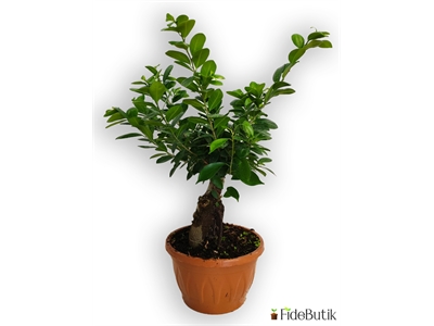 Ficus Bonsai (Büyük Boy)