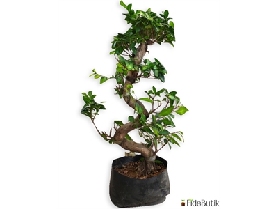 Ficus Bonsai S Gövde