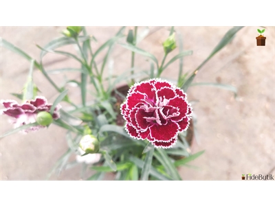 Karanfil Çiçeği (3 Adet)