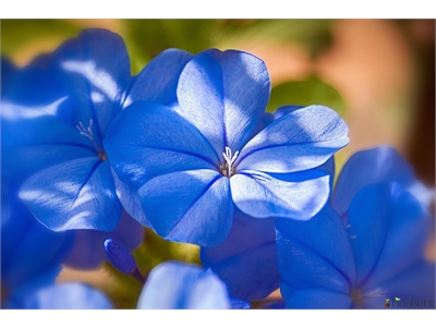 Mavi Yasemin (Plumbago) Çiçeği