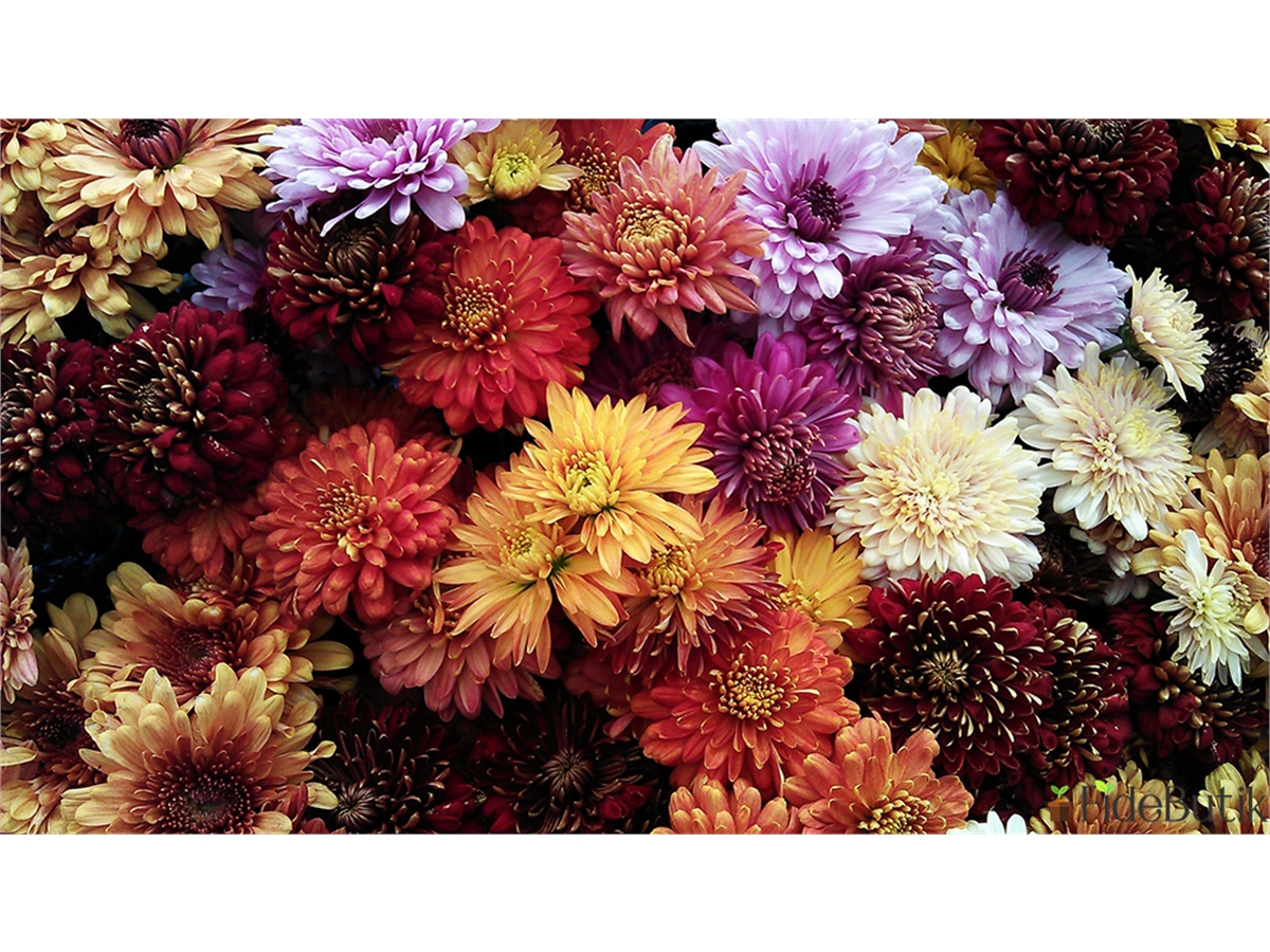 Sonbaharın En Renkli Çiçeği: Kasımpatı