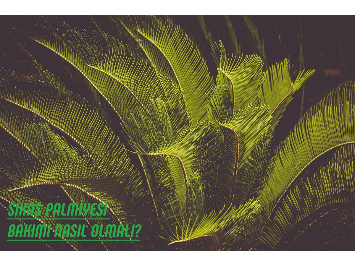 Sikas (Cycas) Palmiyesi Bakımı