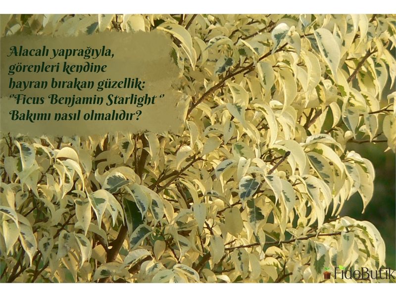 Alacalı Yaprağıyla Görenleri Kendine Hayran Bırakan Güzellik: ''Benjamin Starlight'' Bakımı 