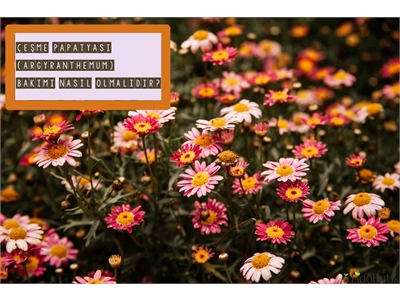 Çeşme Papatyası (Argyranthemum) Bakımı