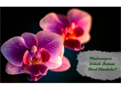 Nadide Güzellik: Detaylı Orkide (Phaleonepsis) Bakımı