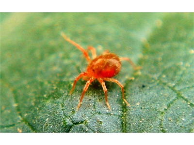 Kırmızı Örümcek ve Yaprak Biti Gibi Haşerelerden Nasıl Kurtulursunuz?