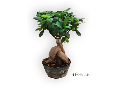 Ficus Bonsai (Orta Boy)